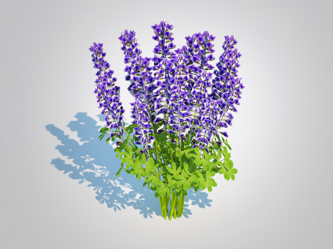 Baptisia australis False Indigo Blue 3D Model