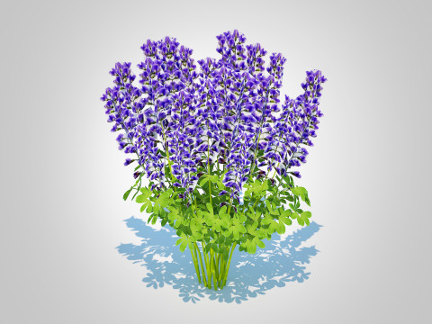 Baptisia australis False Indigo Blue 3D Model