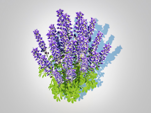 Baptisia australis False Indigo Blue 3D Model