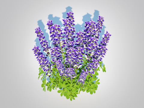 Baptisia australis False Indigo Blue 3D Model