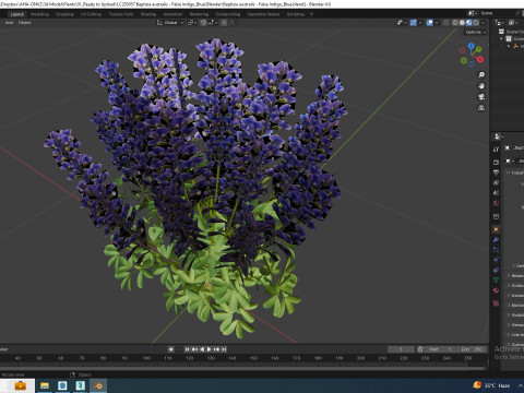 Baptisia australis False Indigo Blue 3D Model