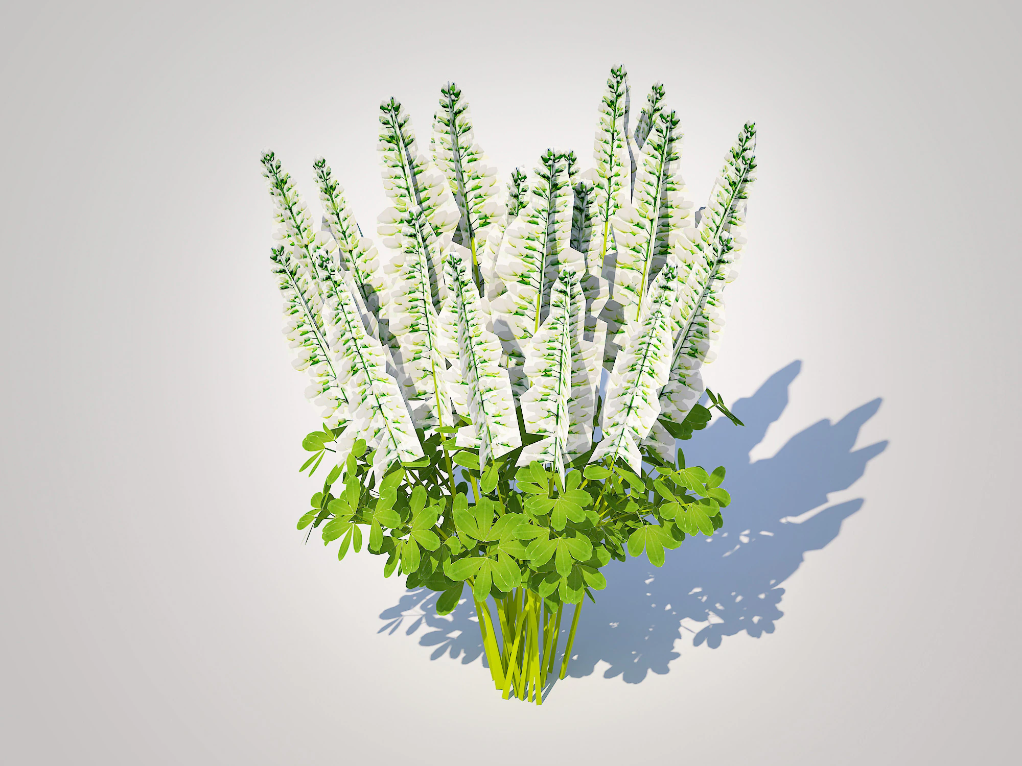 Baptisia australis False Indigo White 3D Model .c4d .max .obj .3ds .fbx .stl .blend
