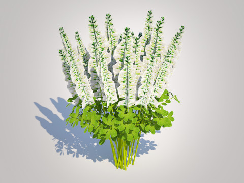Baptisia australis False Indigo White Modello 3D