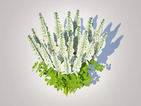 Baptisia australis False Indigo White 3D Model