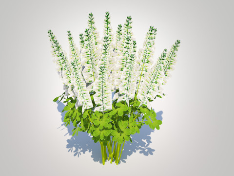 Baptisia australis False Indigo White Modello 3D