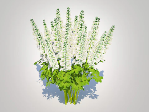Baptisia australis False Indigo White 3D Model