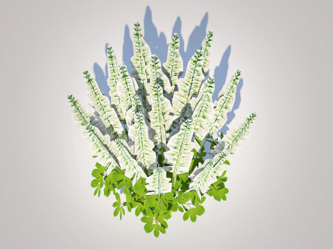 Baptisia australis False Indigo White 3D Model