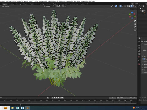 Baptisia australis False Indigo White 3D Model