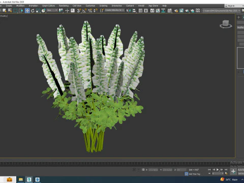 Baptisia australis False Indigo White 3D Model