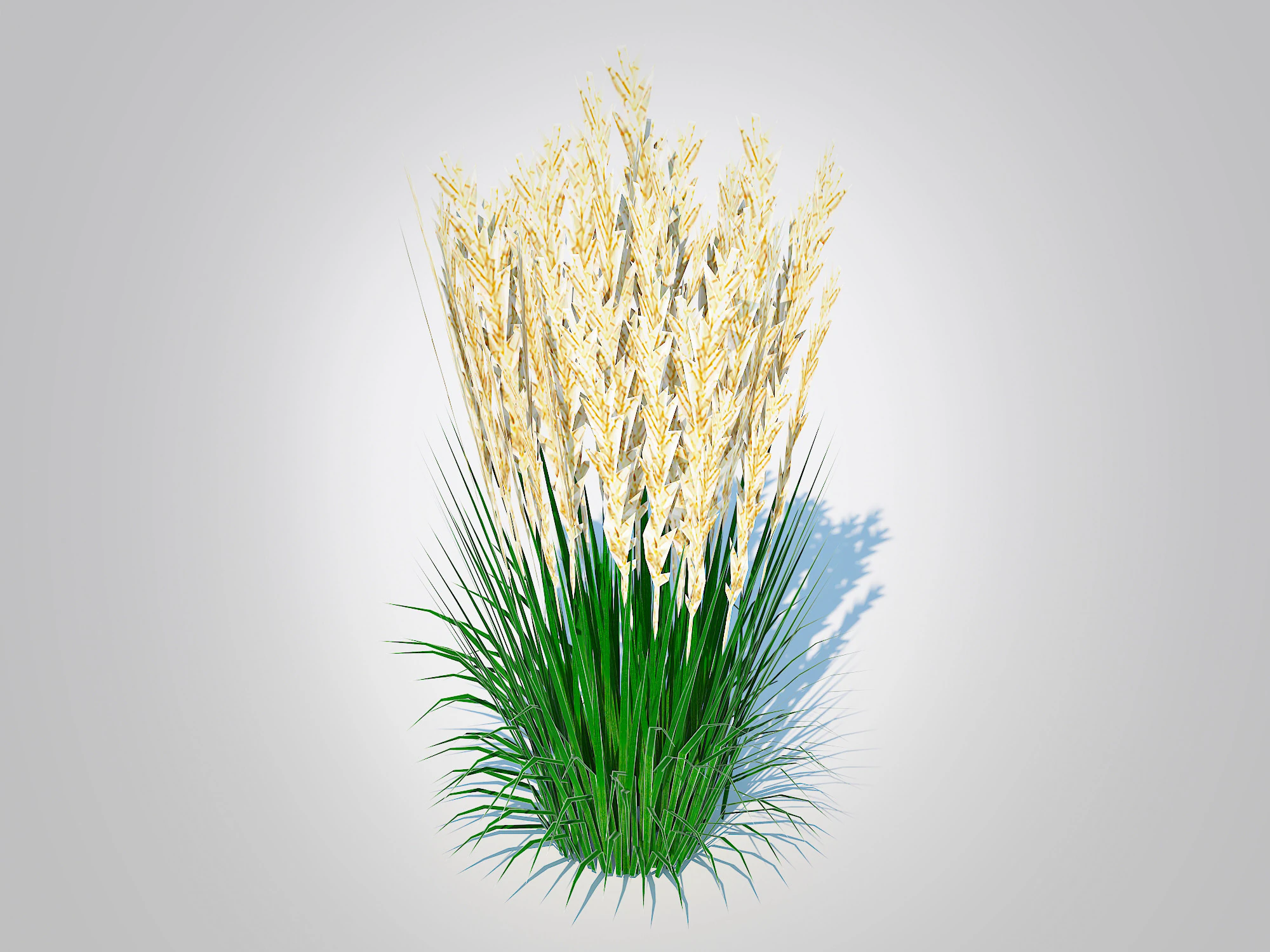 Calamagrostis-reed grass 3D Model .c4d .max .obj .3ds .fbx .stl .blend 
