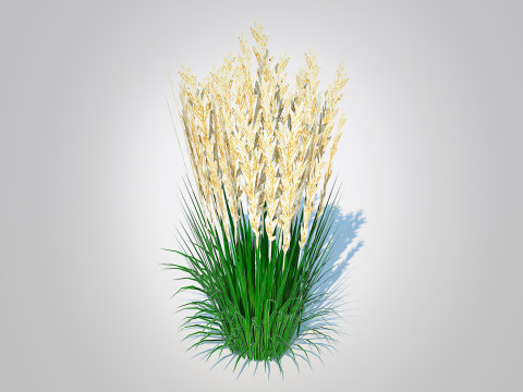 Calamagrostis-reed grass 3Dモデル