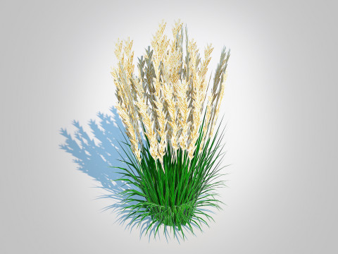 Calamagrostis-reed grass Modèle 3D