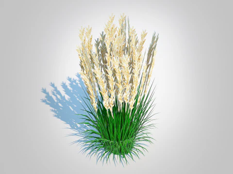 Calamagrostis-reed grass 3D Model