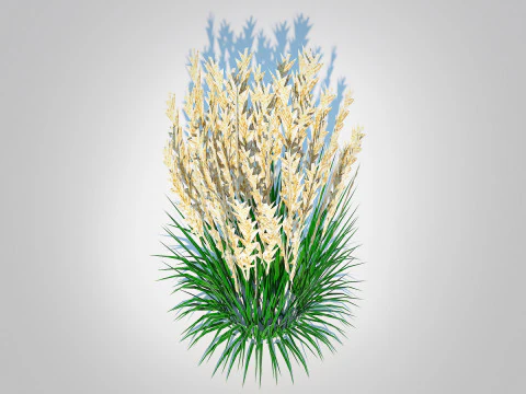 Calamagrostis-reed grass 3D Model