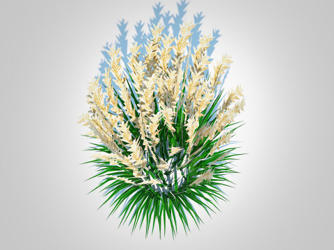 Calamagrostis-reed grass Modèle 3D