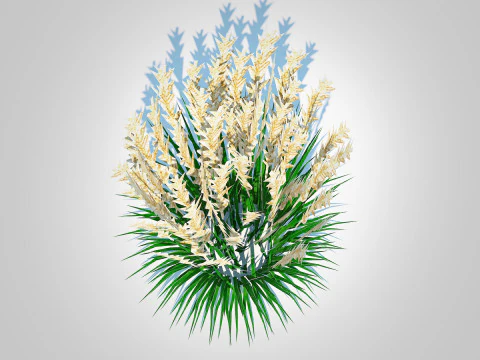 Calamagrostis-reed grass 3D Model