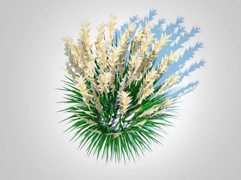Calamagrostis-reed grass 3D Model