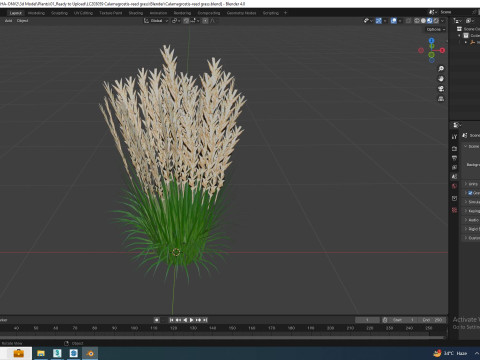 Calamagrostis-reed grass Modèle 3D