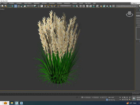 Calamagrostis-reed grass 3D Model