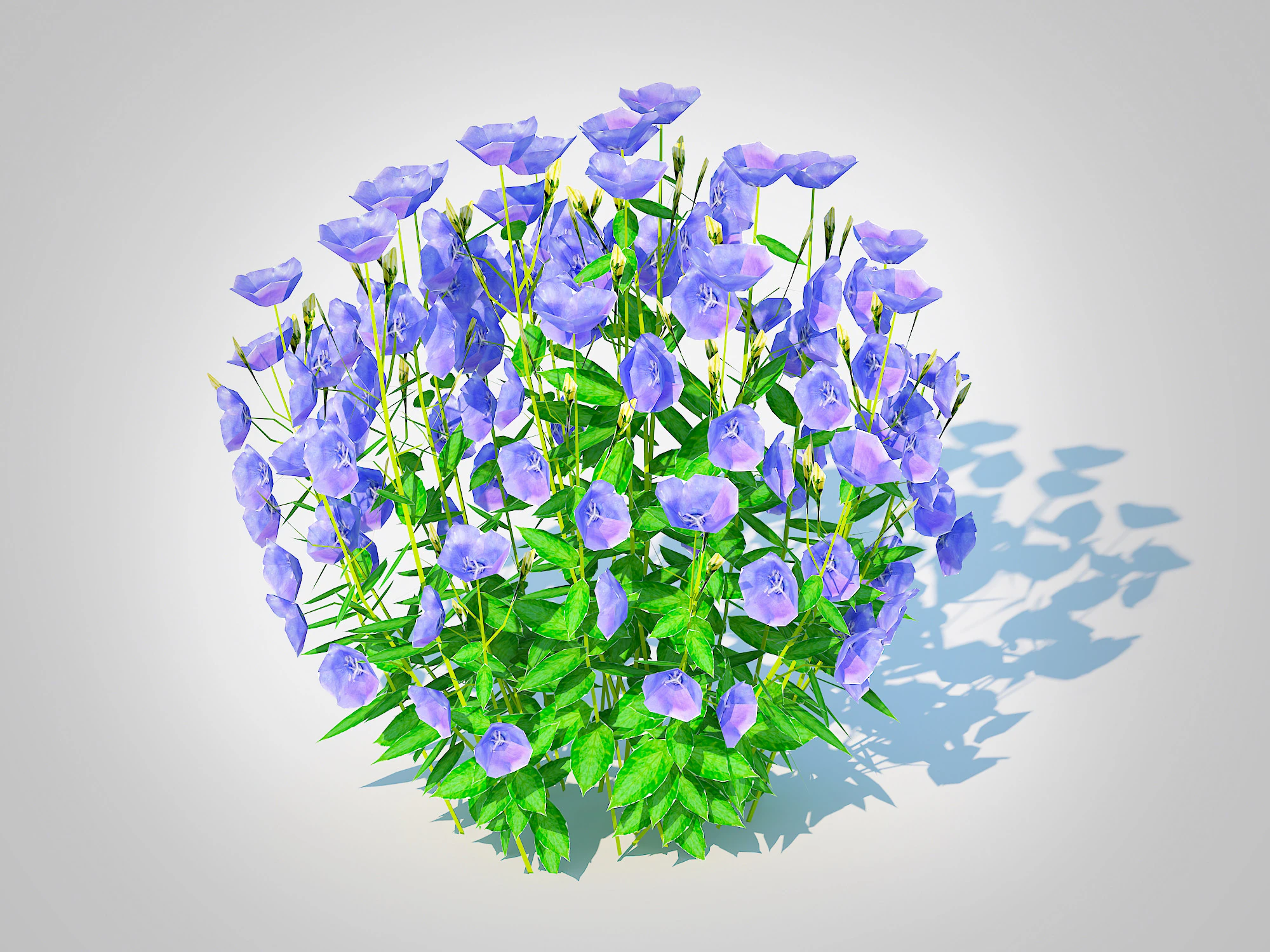 Campanula carpatica Carpathian Bellflower Blue 3D Model .c4d .max .obj .3ds .fbx .stl .blend 
