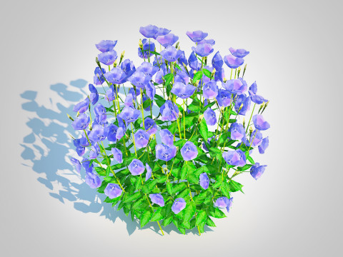 Campanula carpatica Carpathian Bellflower Blue Modelo 3D