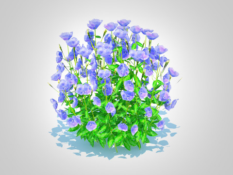 Campanula carpatica Carpathian Bellflower Blue Modelo 3D
