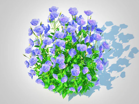 Campanula carpatica Carpathian Bellflower Blue 3D Model