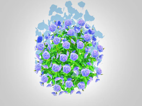 Campanula carpatica Carpathian Bellflower Blue 3D Model