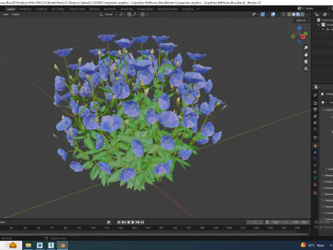 Campanula carpatica Carpathian Bellflower Blue 3D Model