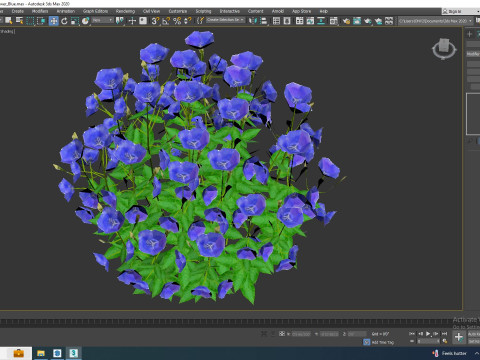 Campanula carpatica Carpathian Bellflower Blue Modelo 3D