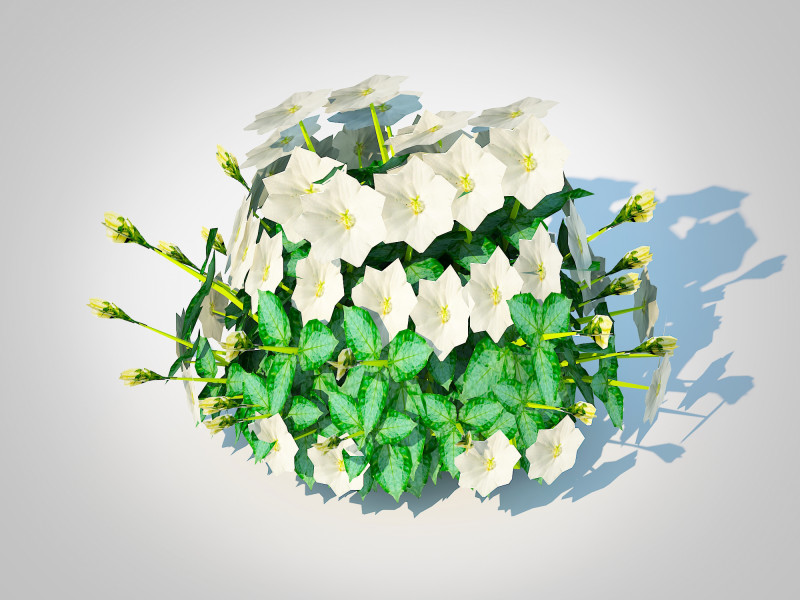 Campanula carpatica Carpathian Bellflower white 3D 模型 .c4d .max .obj .3ds .fbx .stl .blend