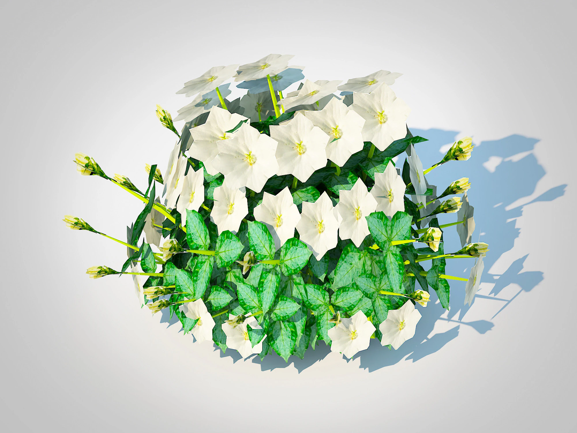Campanula carpatica Carpathian Bellflower white 3D Model .c4d .max .obj .3ds .fbx .stl .blend 