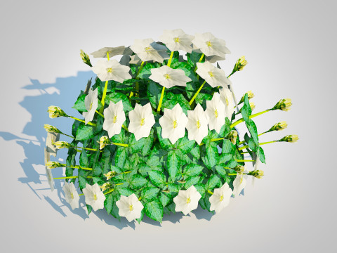 Campanula carpatica Carpathian Bellflower white 3D 模型