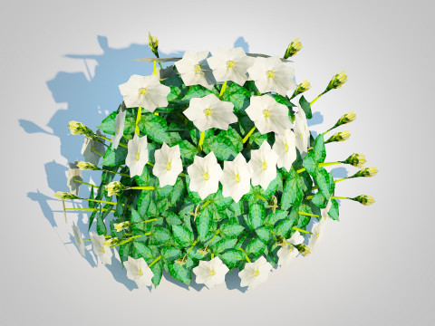 Campanula carpatica Carpathian Bellflower white 3D 模型