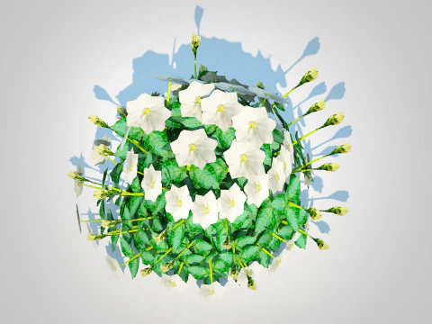 Campanula carpatica Carpathian Bellflower white 3D Model