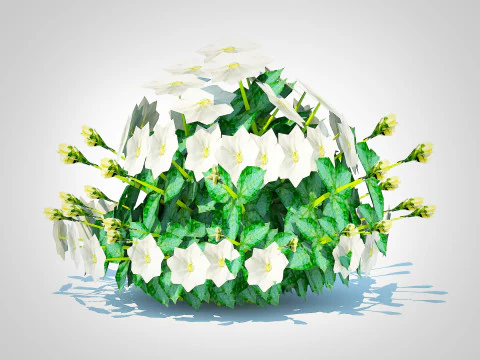 Campanula carpatica Carpathian Bellflower white 3D Model