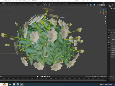 Campanula carpatica Carpathian Bellflower white 3D Model
