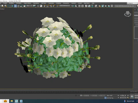 Campanula carpatica Carpathian Bellflower white 3D Model