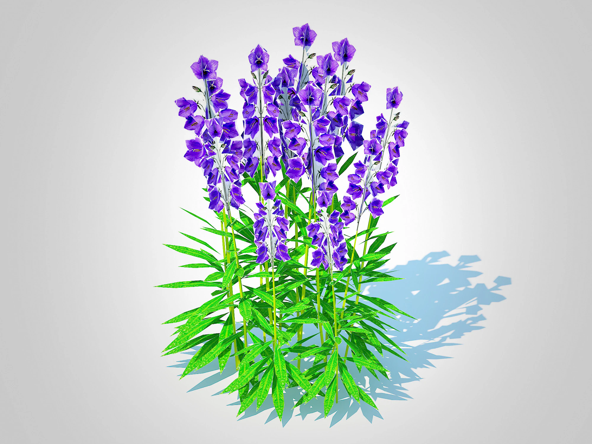 Campanula persicifolia Peach-leaved bellflower Blue 3D Model .c4d .max .obj .3ds .fbx .stl .blend 