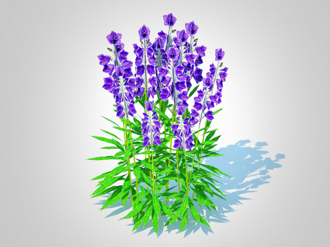 Campanula persicifolia Peach-leaved bellflower Blue Modèle 3D