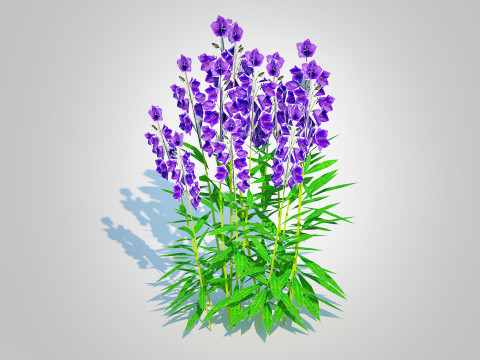 Campanula persicifolia Peach-leaved bellflower Blue Modelo 3D