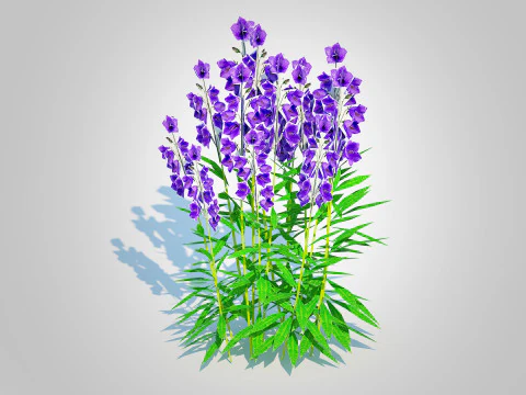 Campanula persicifolia Peach-leaved bellflower Blue 3D Model