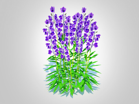 Campanula persicifolia Peach-leaved bellflower Blue Modelo 3D