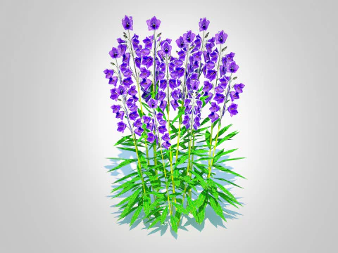 Campanula persicifolia Peach-leaved bellflower Blue 3D Model