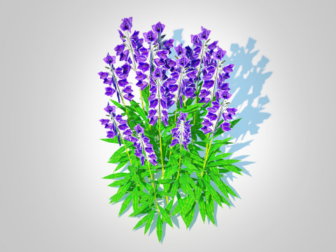 Campanula persicifolia Peach-leaved bellflower Blue Modelo 3D