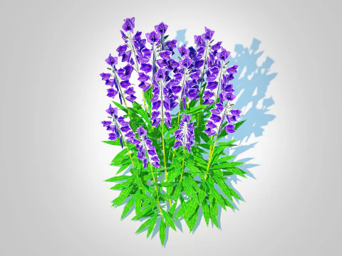 Campanula persicifolia Peach-leaved bellflower Blue 3D Model