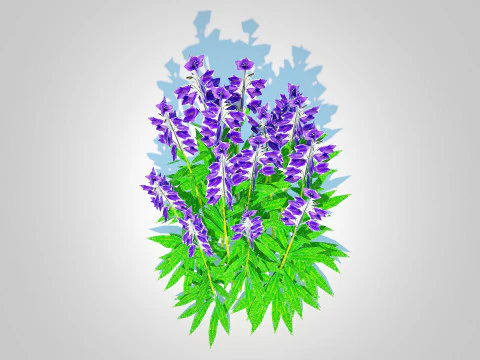 Campanula persicifolia Peach-leaved bellflower Blue 3D Model