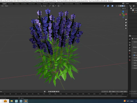 Campanula persicifolia Peach-leaved bellflower Blue 3D Model