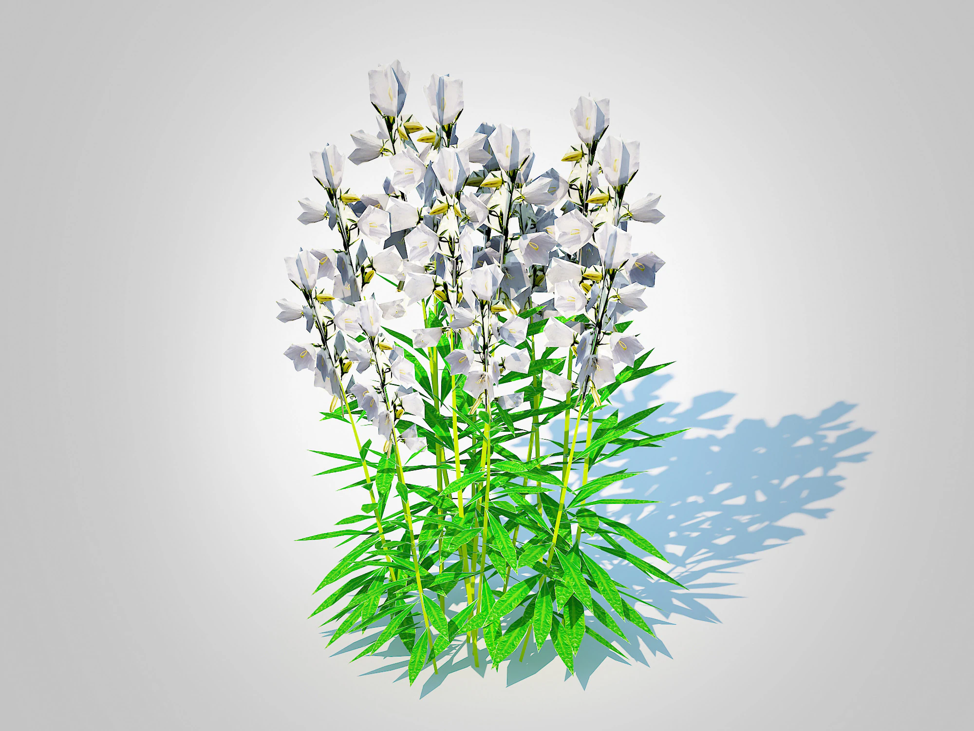 Campanula persicifolia Peach leaved bellflower White 3D Model .c4d .max .obj .3ds .fbx .stl .blend 