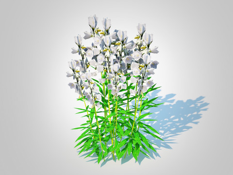 Campanula persicifolia Peach leaved bellflower White Modelo 3D